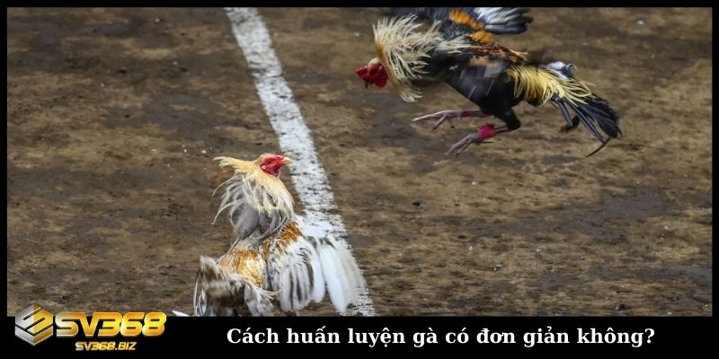 Cách huấn luyện gà chọi chi tiết từ cơ bản đến nâng cao 2 Cách huấn luyện gà có đơn giản không?