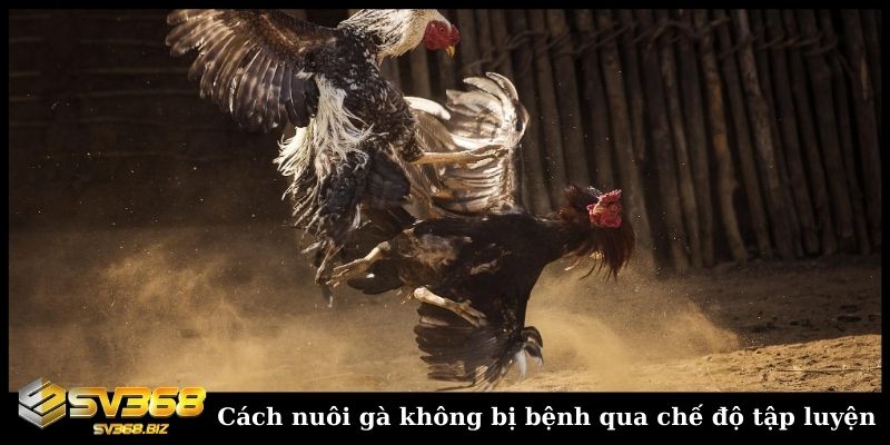 Sư kê chia sẻ cách nuôi gà không bị bệnh dành cho người mới 4 Cách nuôi gà không bị bệnh qua chế độ tập luyện