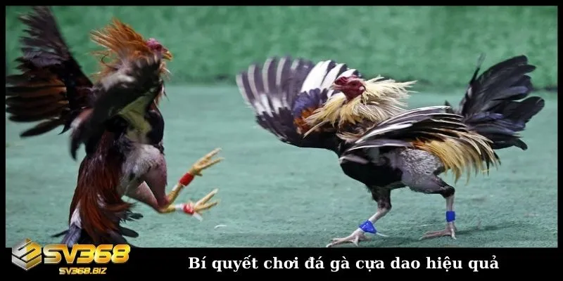 Đá gà cựa dao - Khám phá hình thức đấu gà trực tuyến hấp dẫn 3 Chia sẻ bí quyết chơi đá gà cựa dao hiệu quả, dễ thắng
