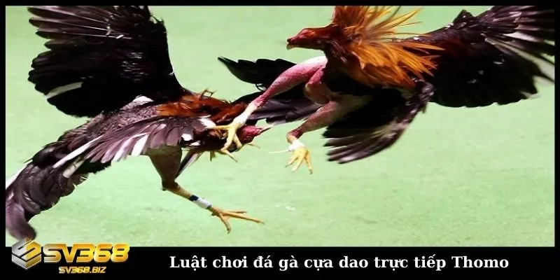Đá gà cựa dao - Khám phá hình thức đấu gà trực tuyến hấp dẫn 4 Khám phá về luật chơi đá gà cựa dao trực tiếp