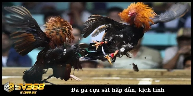 Đá gà cựa sắt là gì? Khám phá môn thể thao cá cược hấp dẫn 2 Đấu gà cựa sắt hấp dẫn với những chiến kê dũng mãnh