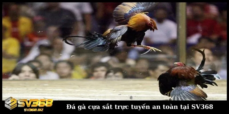 Đá gà cựa sắt là gì? Khám phá môn thể thao cá cược hấp dẫn 3 Chơi đá gà trực tuyến cựa sắt chất lượng, an toàn tại SV368