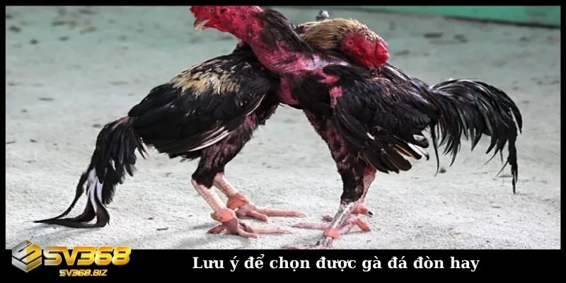 Đá gà đòn trực tiếp Thomo - Trải nghiệm đỉnh cao cùng SV368 3 Những điều cần lưu ý để chọn chiến kê đá gà đòn hay
