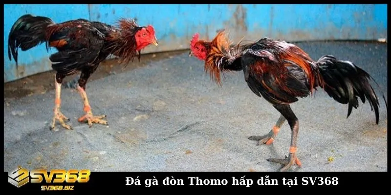 Đá gà đòn trực tiếp Thomo - Trải nghiệm đỉnh cao cùng SV368 4 Chơi đá gà đòn chất lượng, uy tín và an toàn tại SV368