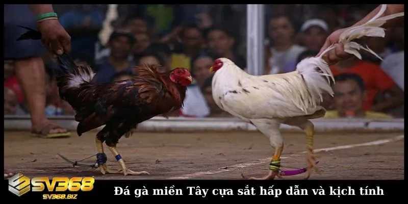 Đá gà miền tây có gì đặc sắc? Các thể loại đấu gà miền Tây 3 Đá gà cựa sắt miền Tây mang đến sự hấp dẫn và kịch tính