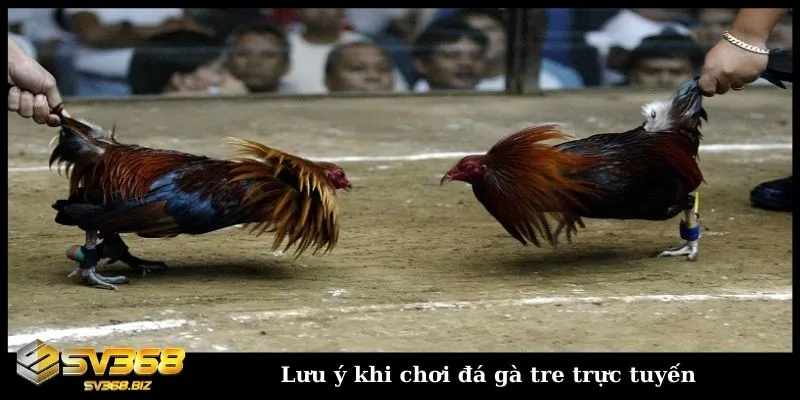 Khám phá chi tiết về hình thức đá gà tre Thomo hấp dẫn 4 Một số lưu ý khi tham gia chơi đá gà tre trực tuyến