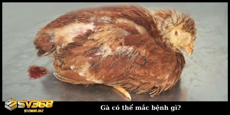 Sư kê chia sẻ cách nuôi gà không bị bệnh dành cho người mới 2 Gà có thể mắc bệnh gì?
