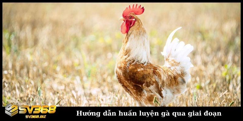 Cách huấn luyện gà chọi chi tiết từ cơ bản đến nâng cao 3 Hướng dẫn huấn luyện gà qua giai đoạn