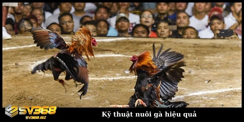Cẩm nang đá gà SV368 cho mọi người chơi chuẩn như SGK 2 Kỹ thuật nuôi gà hiệu quả