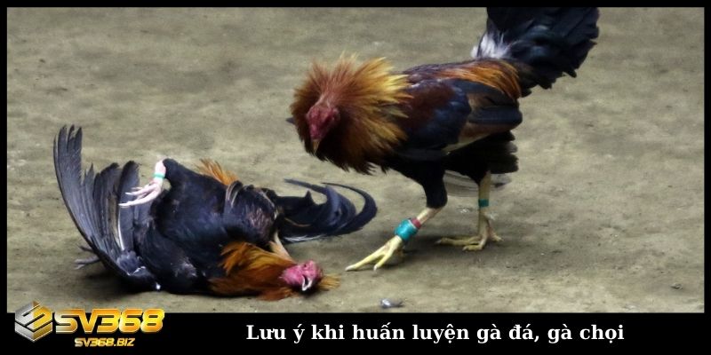 Cách huấn luyện gà chọi chi tiết từ cơ bản đến nâng cao 5 Lưu ý khi huấn luyện gà đá, gà chọi